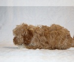 Small #13 Cockapoo (Miniature)
