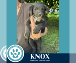 Small #1 Great Pyrenees Mix