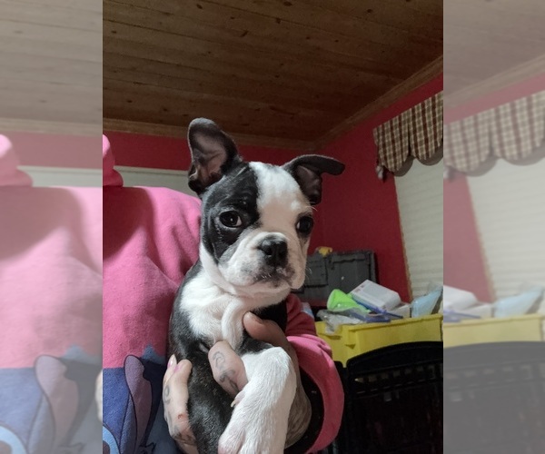 Medium Photo #1 Boston Terrier Puppy For Sale in ROUND LAKE, IL, USA