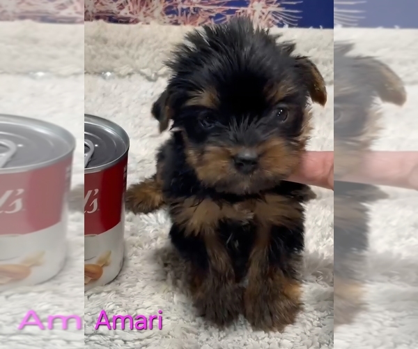 Medium Photo #5 Yorkshire Terrier Puppy For Sale in AZLE, TX, USA