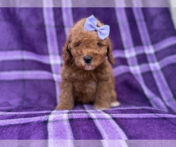 Medium Photo #5 Cavapoo (Miniature) Puppy For Sale in LAKELAND, FL, USA