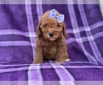 Agnes - Female Cavapoo (Miniature) Puppy for Sale - Photo #5