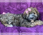 Small Photo #3 Miniature Bernedoodle-Poodle (Miniature) Mix Puppy For Sale in QUARRYVILLE, PA, USA