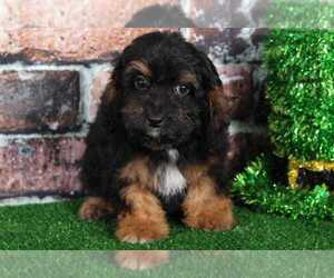 Cock-A-Poo Puppy for sale in BEL AIR, MD, USA