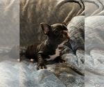 Small Photo #8 French Bulldog Puppy For Sale in SANIBEL, FL, USA