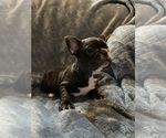 Small #7 French Bulldog