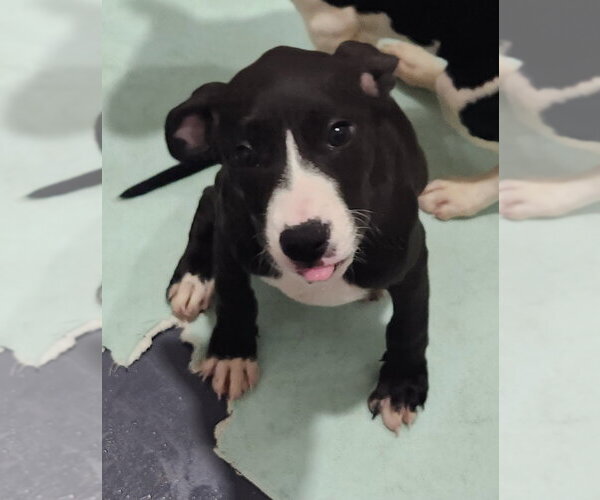 Medium Photo #3 Catahoula Leopard Dog-Unknown Mix Puppy For Sale in Walnutport, PA, USA