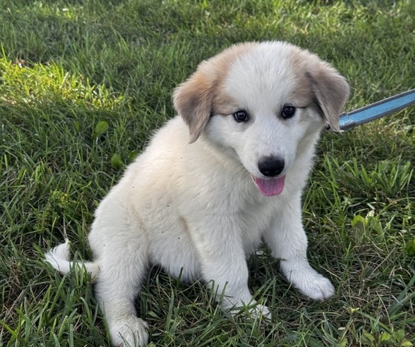 Medium Photo #4 Great Pyrenees Puppy For Sale in CANOGA, NY, USA