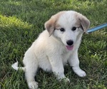 Small #3 Great Pyrenees