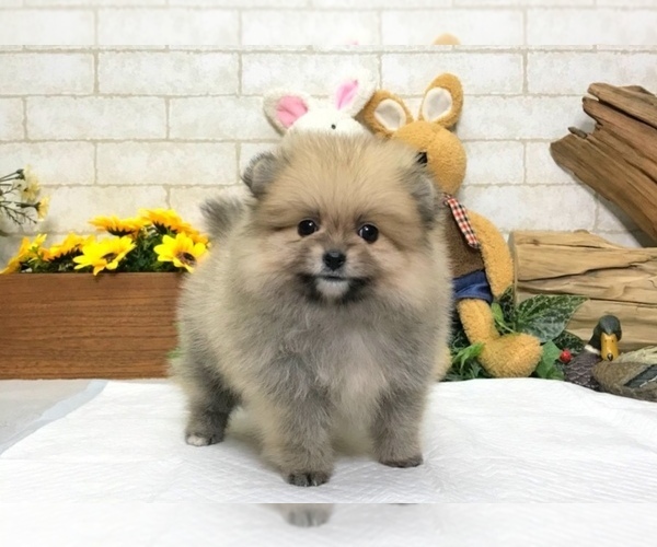 Medium Photo #1 Pomeranian Puppy For Sale in SEATTLE, WA, USA