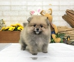 Small Photo #1 Pomeranian Puppy For Sale in SEATTLE, WA, USA