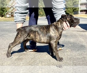 Cane Corso Puppy for sale in FLORENCE, AL, USA