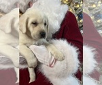 Small Photo #4 Labrador Retriever Puppy For Sale in NEOLA, WV, USA