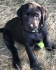Labrador Retriever Puppy for sale in MOSSYROCK, WA, USA