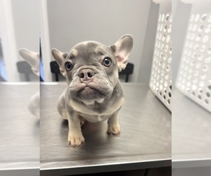 French Bulldog Puppy for sale in HOFFMAN EST, IL, USA