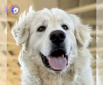 Small Great Pyrenees
