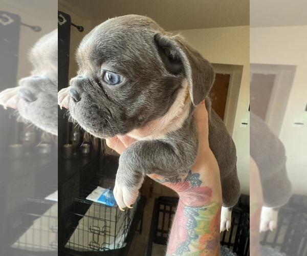 Medium Photo #16 French Bulldog Puppy For Sale in TUCSON, AZ, USA