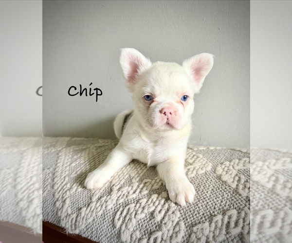 Medium Photo #1 French Bulldog Puppy For Sale in AVON, IN, USA