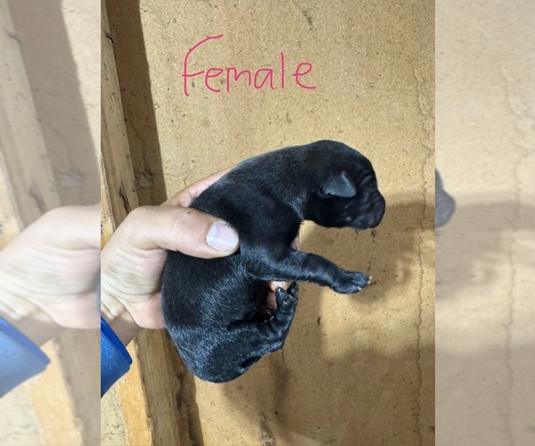 Medium Photo #11 Belgian Malinois Puppy For Sale in MENASHA, WI, USA