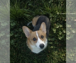 Mother of the Pembroke Welsh Corgi puppies born on 01/10/2025