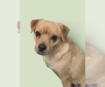 CHICA - Female Chug Dog for Adoption - Small photo