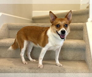 Pembroke Welsh Corgi-Unknown Mix Dogs for adoption in Denver , CO, USA