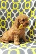 Small Photo #3 Goldendoodle Puppy For Sale in LANCASTER, PA, USA