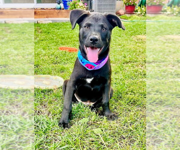 Medium Photo #6 Mutt Puppy For Sale in Minneapolis, MN, USA