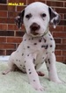 Small Photo #2 Dalmatian Puppy For Sale in ELKMONT, AL, USA
