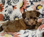 Small Photo #6 Havanese Puppy For Sale in ALBION, PA, USA