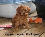 Small #3 Cock-A-Poo