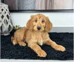 Small Photo #1 Goldendoodle Puppy For Sale in FRANKLIN, IN, USA