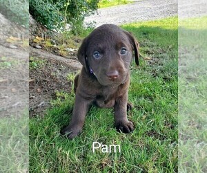 Medium Labrador Retriever