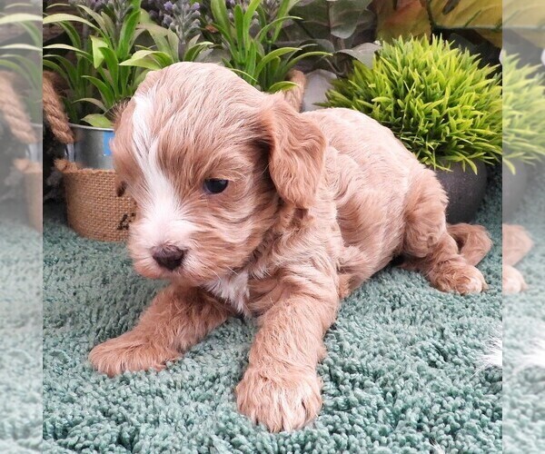 Medium Photo #2 Cavapoo (Miniature) Puppy For Sale in CARLISLE, KY, USA