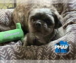 Small #1 Shih Tzu Mix