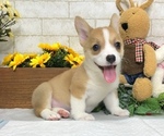 Small Photo #11 Pembroke Welsh Corgi Puppy For Sale in BEVERLY HILLS, CA, USA