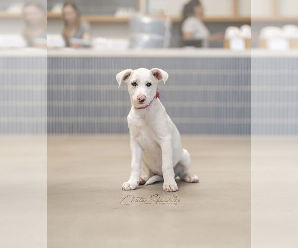 Medium Photo #5 Mutt Puppy For Sale in Marina Del Rey, CA, USA
