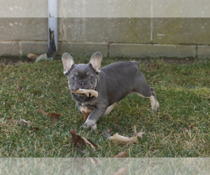 French Bulldog Puppy for sale in NAPPANEE, IN, USA