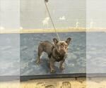 Small French Bulldog