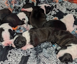 Boston Terrier Puppy for Sale in INDEPENDENCE, Missouri USA