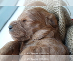Small Photo #24 Goldendoodle Puppy For Sale in DENISON, TX, USA