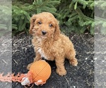 Small #1 Cavapoo mix (+ Poodle Miniature)