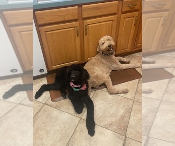 Medium Photo #9 Poodle (Standard) Puppy For Sale in BEAVER, WV, USA