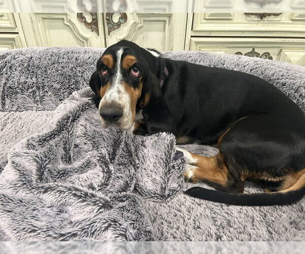 Medium Photo #3 Basset Hound Puppy For Sale in Petaluma, CA, USA
