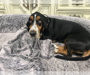 Roxy (W. Sacramento) - Female Basset Hound Dog for Adoption - Photo #3