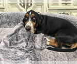 Small #2 Basset Hound