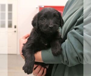 Goldendoodle (Miniature) Puppy for sale in STRASBURG, PA, USA