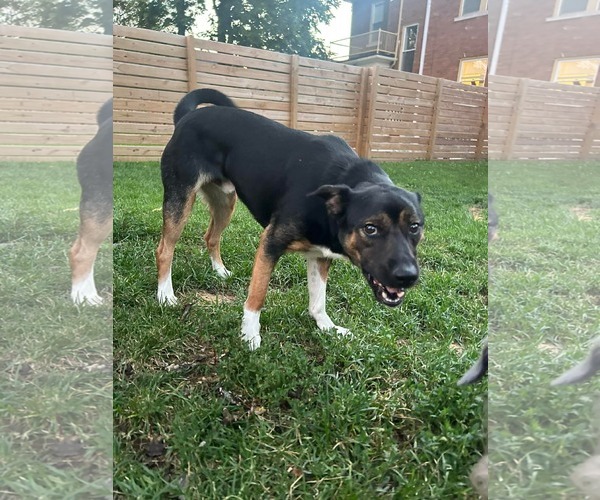 Medium Photo #5 Mutt Puppy For Sale in Germantown, OH, USA