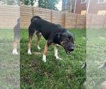 Small #4 Mutt