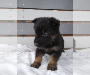 German Shepherd Dog Puppy for sale in LIMA, OH, USA